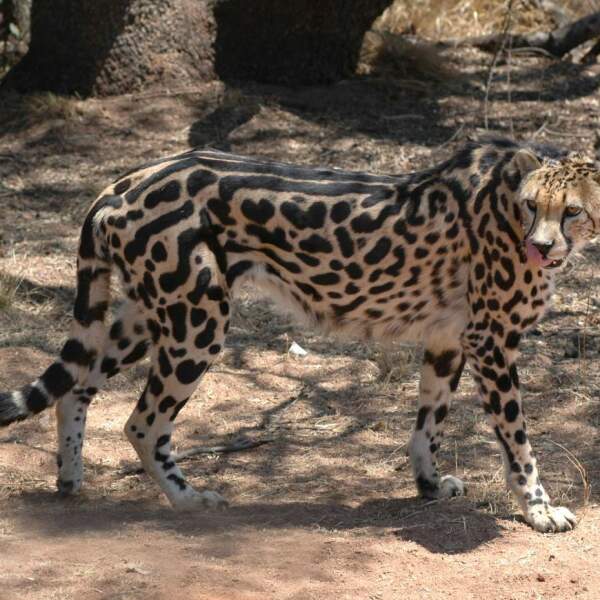 Mapungubwe Nationalpark